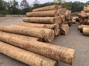 red oak sawlogs 3SC 4SC ring debark large diameter