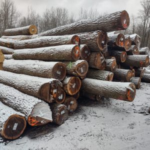 3SC Walnut Sawlog 12"-16"