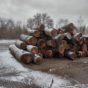 3SC Walnut Sawlog 17"+