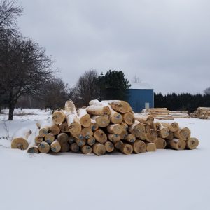 Ash Sawlog 3SC+ 12"+