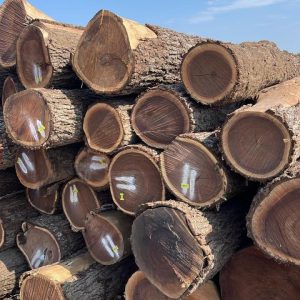 2SC Walnut Sawlog 12"+