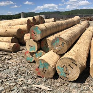 Ash Sawlog 3SC+, 7' 8' Fixed Length